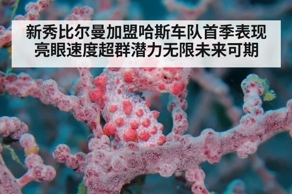 新秀比尔曼加盟哈斯车队首季表现亮眼速度超群潜力无限未来可期